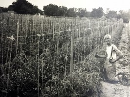 Frank Bennis tending Tomato Plants on land that is now Thorpe Park.