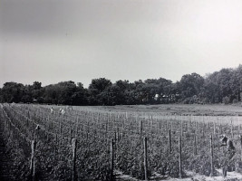 Tomato Plants Growing on land that is now Thorpe Park