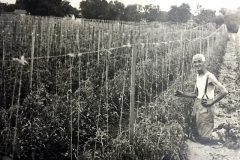 Frank Bennis tending Tomato Plants on land that is now Thorpe Park.